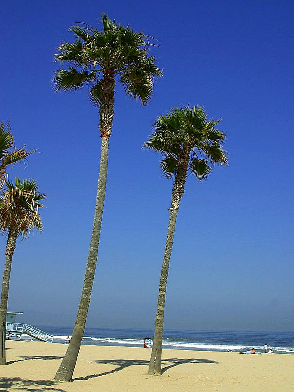 Palmeras frente a la playa